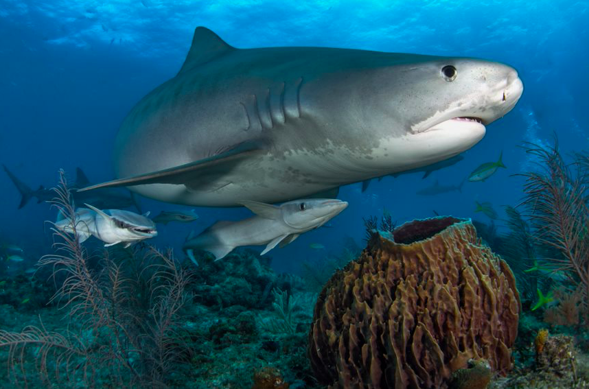A shark swimming over a reef with several pilot fish swimming on the sharks underside.