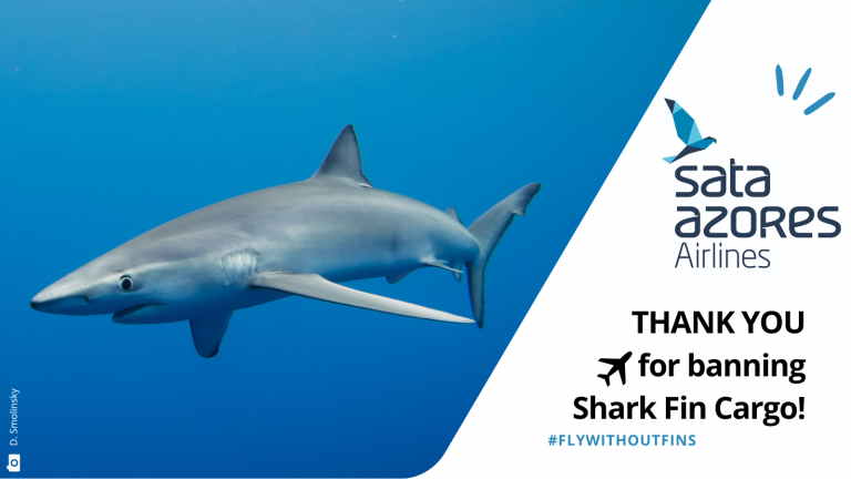 Sata Azores bans shark fin